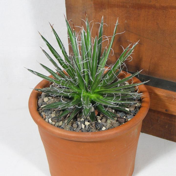 Immagine prodotto Kakteen Gautschi Agave multifilifera (30 cm)