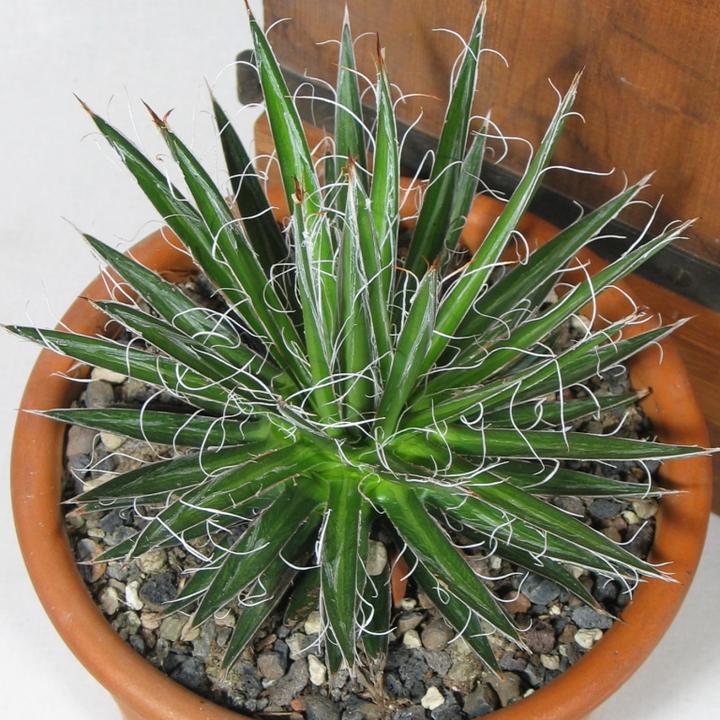 Immagine prodotto Kakteen Gautschi Agave multifilifera (30 cm)
