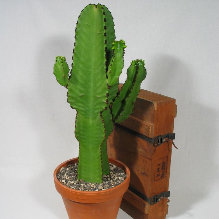 Kakteen Gautschi Euphorbia ingens (65 cm)