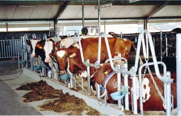 Produktbild Suevia Tränkebecken 25R