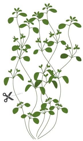 Produktbild Véritable Lingot Thyme - Organic (Kräutersamen)