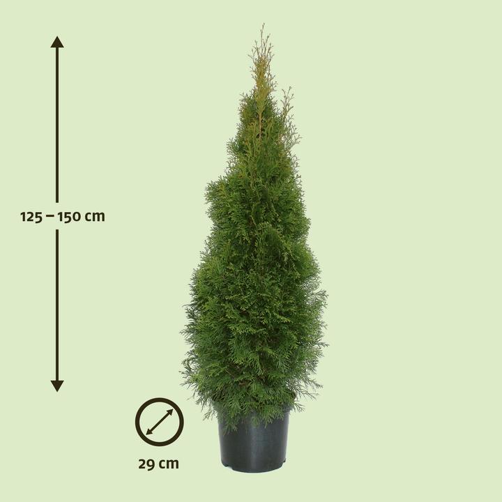 Produktbild Zulauf Thuja / Thuja occ. 'Smaragd' (150 cm)