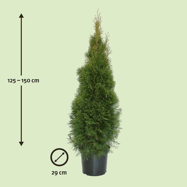 Actual product image Zulauf Smaragd American Arborvitae (150 cm)
