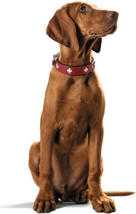 Actual product image Hunter Swiss (32, Dog)