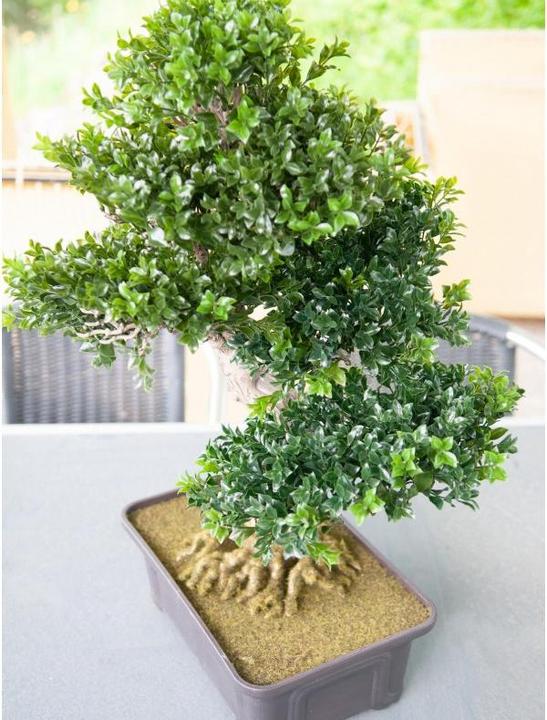 Produktbild Europalms Buchsbonsai (61 cm)