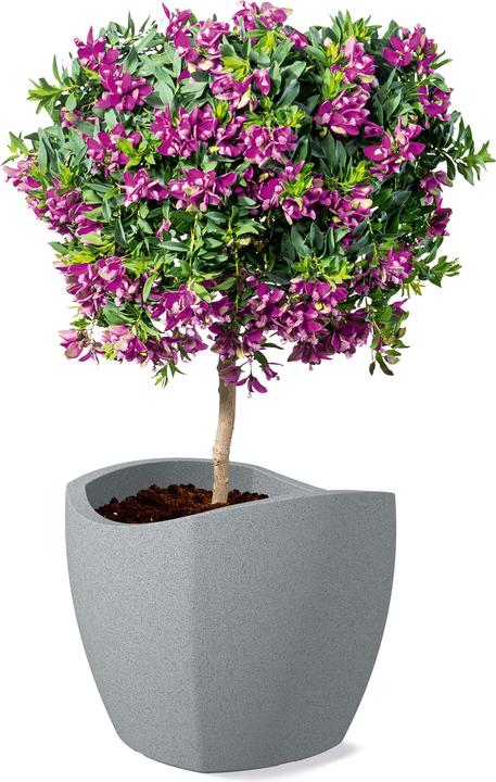 Actual product image Scheurich Wave Globe Cubo (39 x 39 x 36 cm)