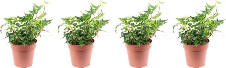 Produktbild Flowerbox 4er-Set Gemeiner Efeu - Hedera helix (15 cm)