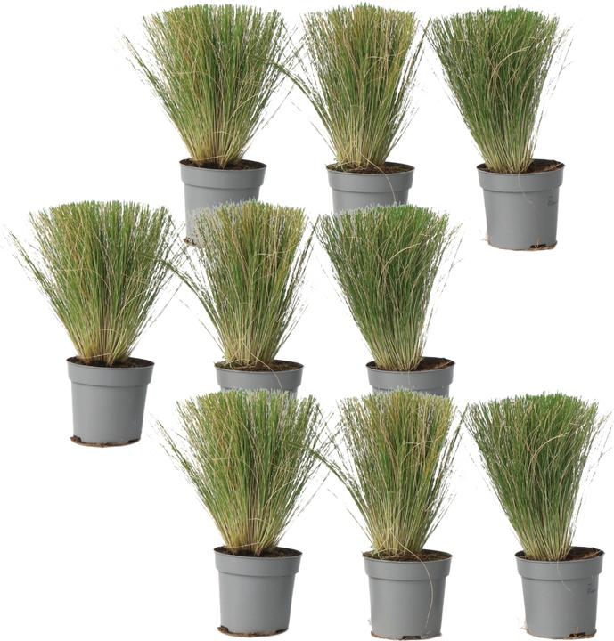 Produktbild Plant in a Box Stipa tenuifolia 'Pony Tails' - 9er Set Zier Federgras (20 cm)