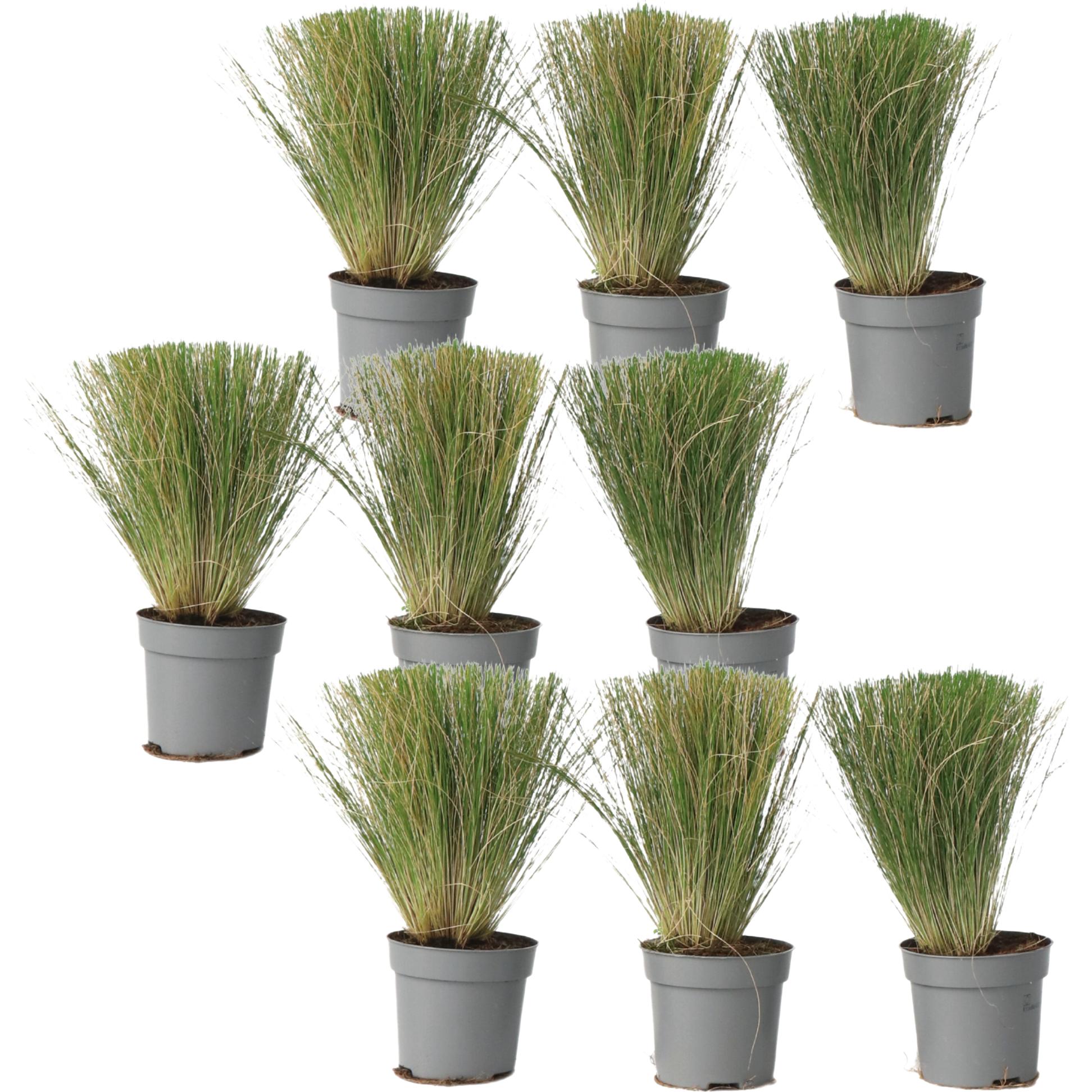 Thumbnail - Plant in a Box, Pflanzen, Stipa tenuifolia 'Pony Tails' - 9er Set Zier Federgras (20 cm)