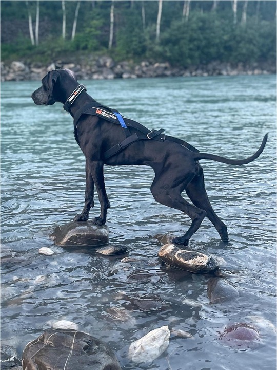 Actual product image Non-Stop Dogwear Freemotion Harness (4, Dog, Walks)