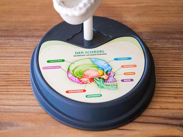 Image du produit Clementoni Anatomie folle D