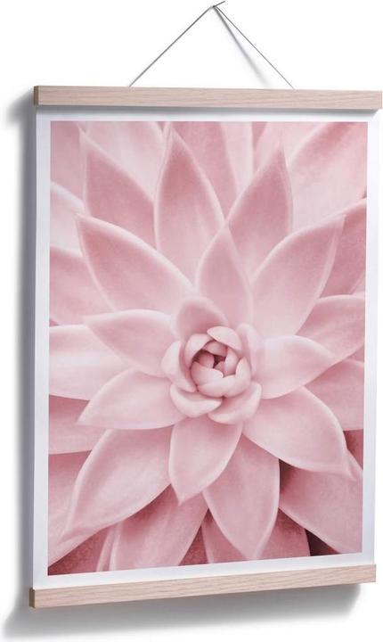 Image du produit Trenddeko Succulente rose (24 x 30 cm)