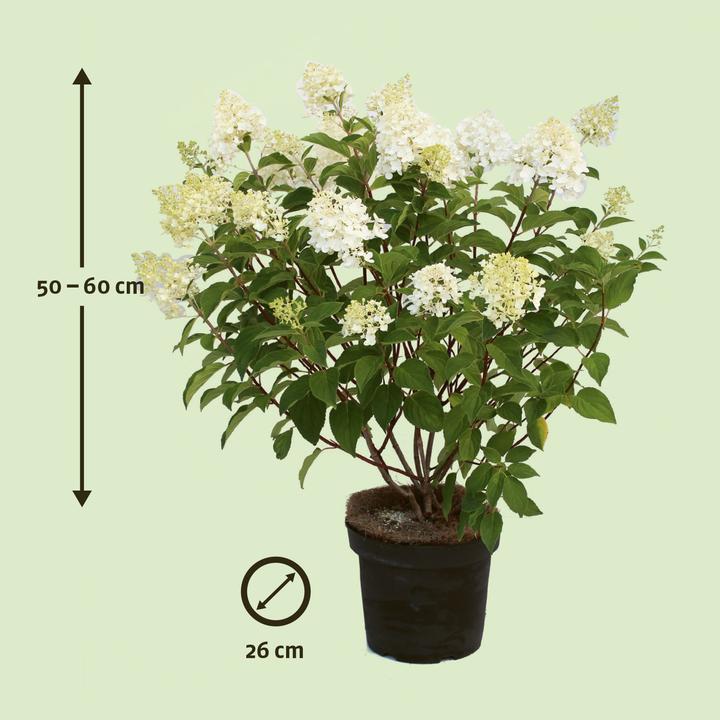 Produktbild Zulauf Rispen-Hortensie / Hydrangea pan. 'Silver Dollar' (40 cm)