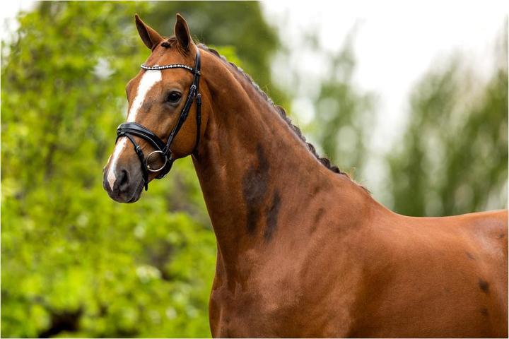 Produktbild BR Equestrian Equipment Bristol