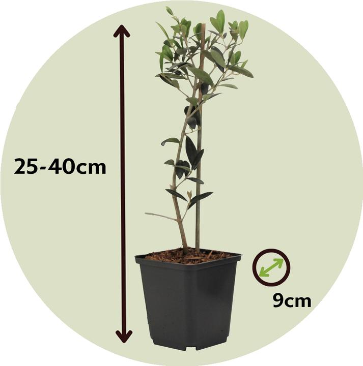 Actual product image Plant in a Box Olea Europaea - Set of 2 olive trees (25 cm)