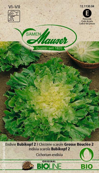 Image du produit Samen Mauser Bourgeons Bio Chicorée scarole Grosse Bouclée 2 (Graines de légumes)