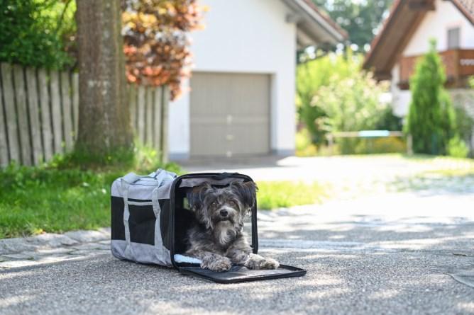 Produktbild Kerbl Casual (Hund, Sicherheitsverschluss)