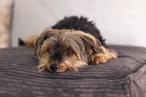 Productafbeelding Designed by Lotte Geribbeld (Hond)