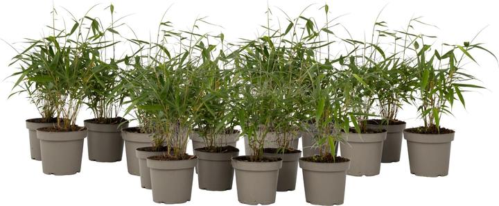 Actual product image Plant in a Box Fargesia scabrida Asian Wonder - 6er Set Asiatische Wunderbambus (25 cm)