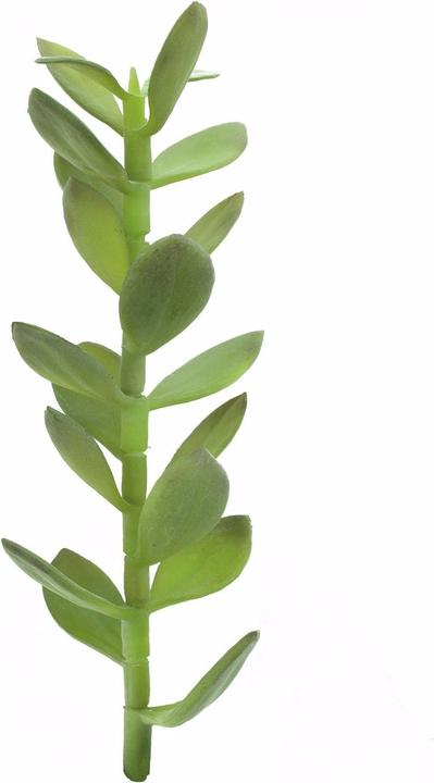 Europalms Pousse d'arbre à argent, plante artificielle, 30cm (30 cm)