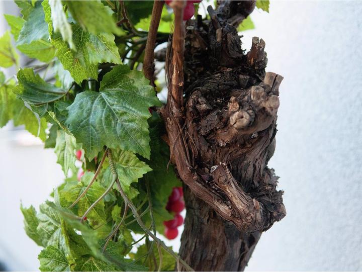 Actual product image Europalms Vine bush Premium (100 cm)
