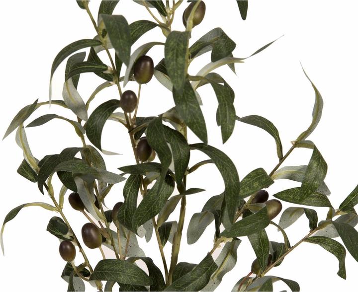 Immagine prodotto Europalms Olivo (90 cm)