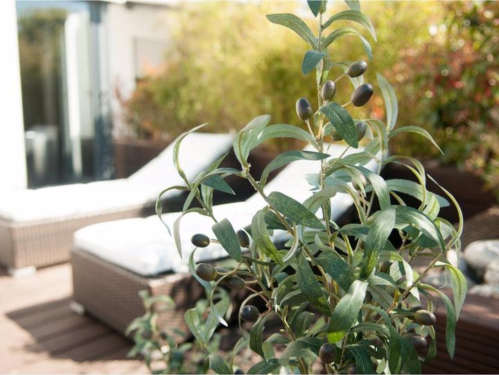 Immagine prodotto Europalms Olivo (90 cm)