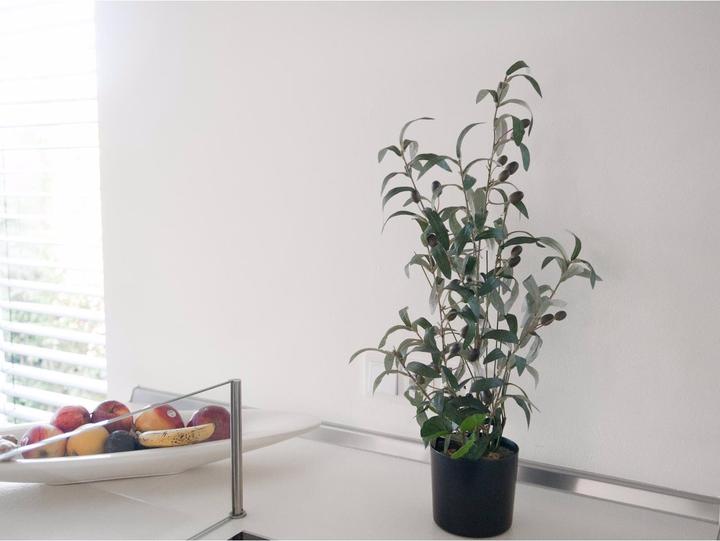 Immagine prodotto Europalms Olivo (68 cm)