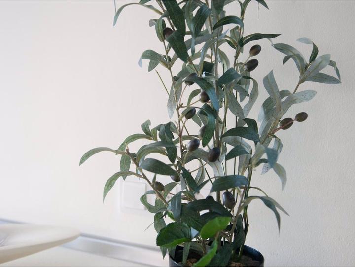 Immagine prodotto Europalms Olivo (68 cm)