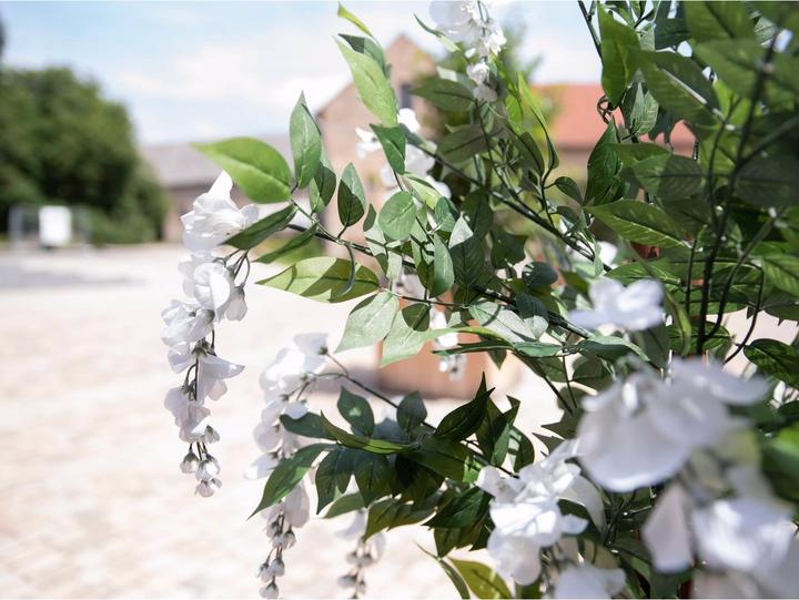 Actual product image Europalms Golden rain tree, artificial plant, white, 180cm (180 cm)