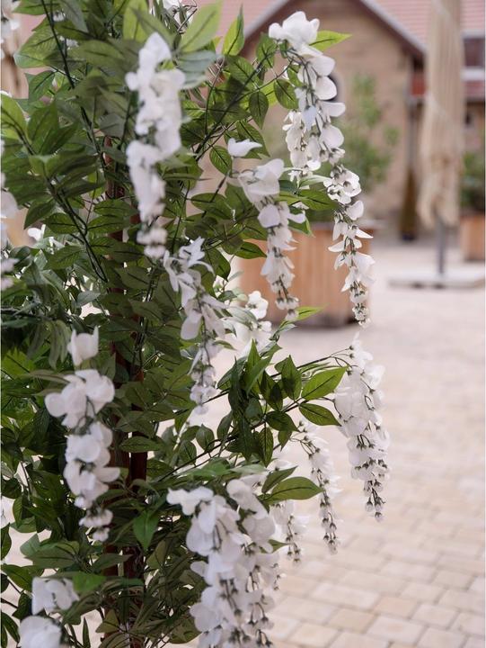 Actual product image Europalms Golden rain tree, artificial plant, white, 180cm (180 cm)