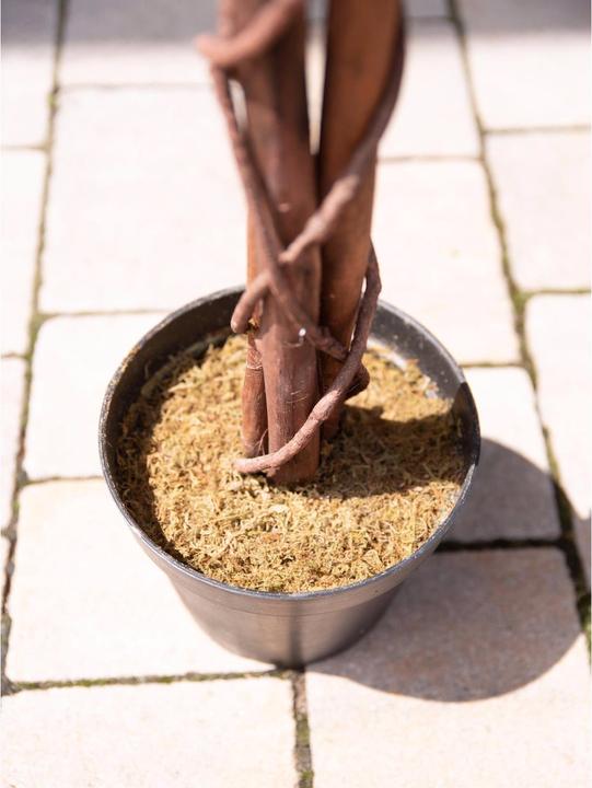 Actual product image Europalms Golden rain tree, artificial plant, white, 180cm (180 cm)