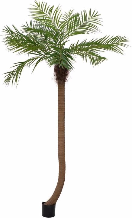 Europalms Phönixpalme luxor gebogen (240 cm)