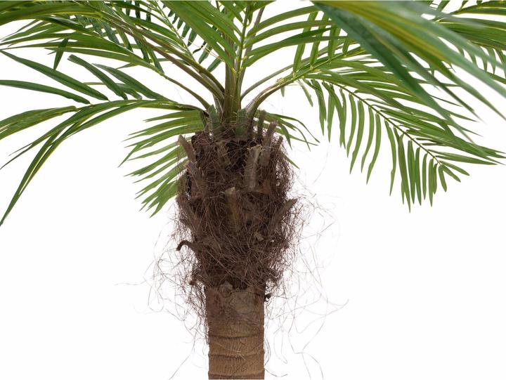 Produktbild Europalms Phönixpalme luxor gebogen (240 cm)