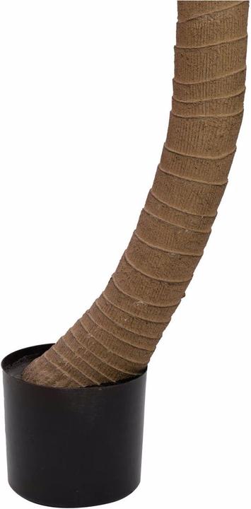 Produktbild Europalms Phönixpalme luxor gebogen (240 cm)