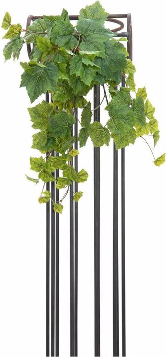 Productafbeelding Europalms Premium wijnstruik (50 cm)