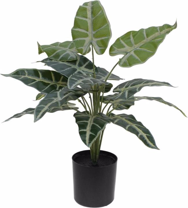 Productafbeelding Europalms Caladium (38 cm)