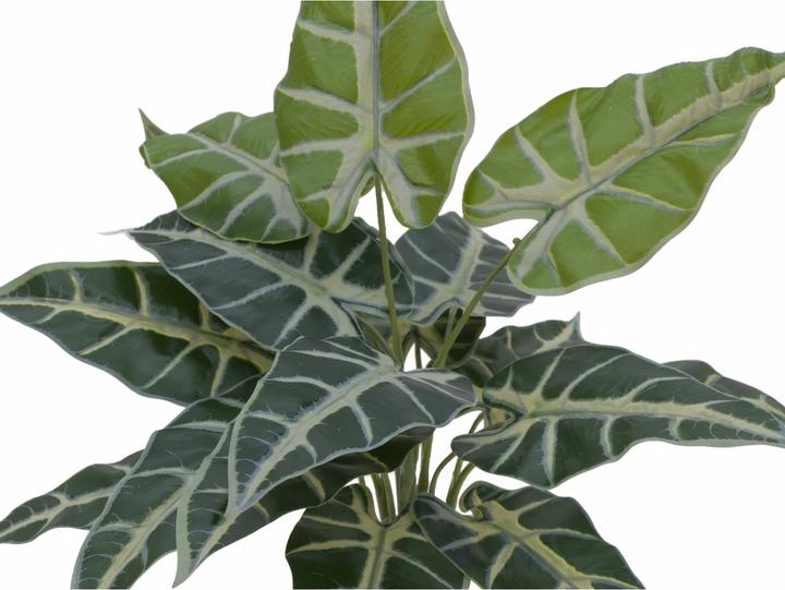 Productafbeelding Europalms Caladium (38 cm)