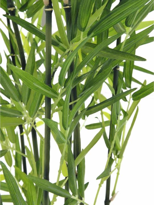 Actual product image Europalms Ornamental bamboo (120 cm)