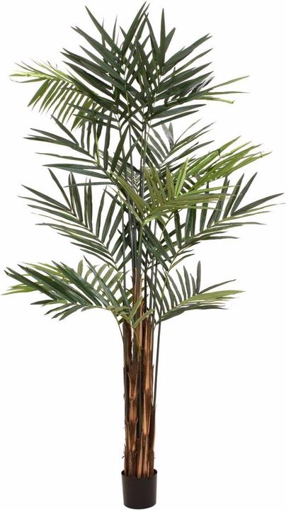 Europalms Kentia Palme - kaufen bei Galaxus - Galaxus