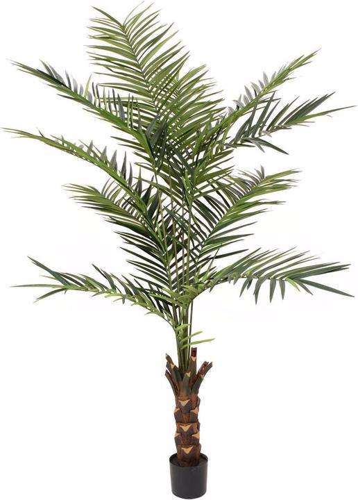 Produktbild Europalms Kentia Palme (240 cm)