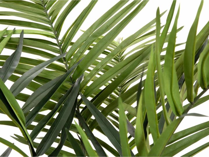 Produktbild Europalms Kentia Palme (240 cm)