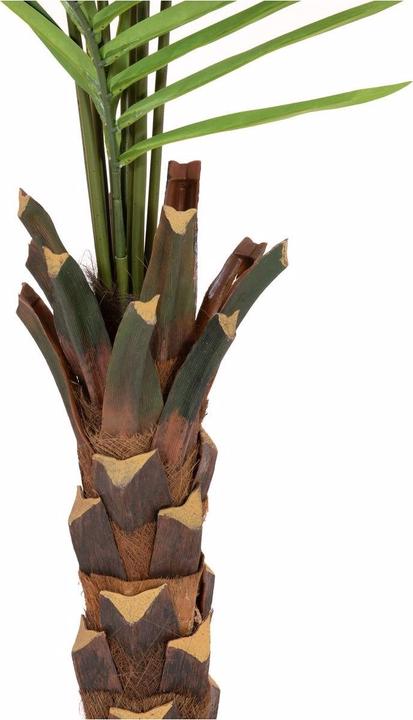 Produktbild Europalms Kentia Palme (240 cm)