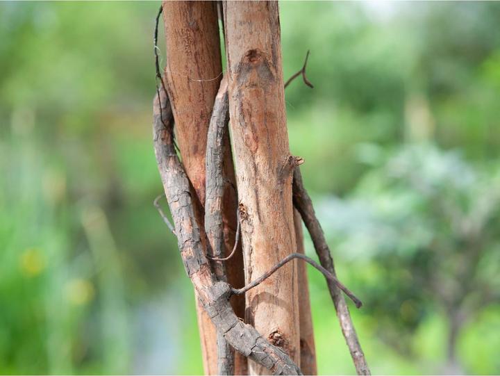 Produktbild Europalms Zitronenbaum, Kunstpflanze, 180cm (180 cm)