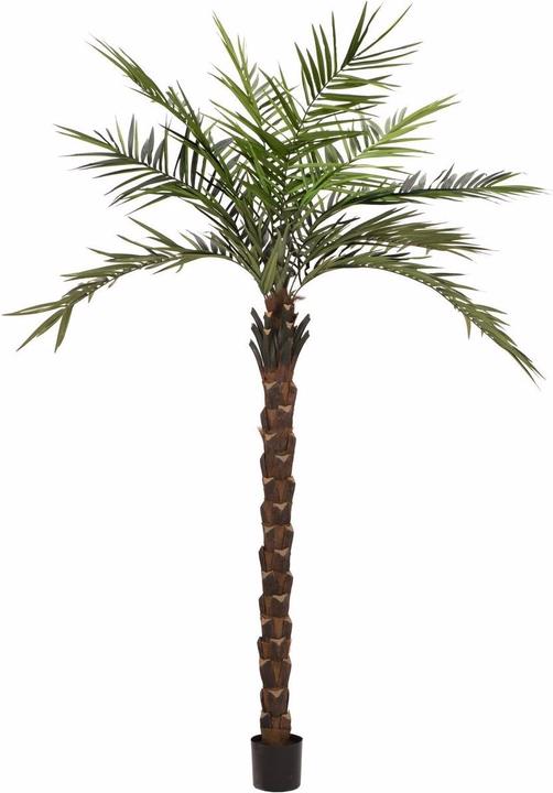 Europalms Kentia Palme deluxe (300 cm)
