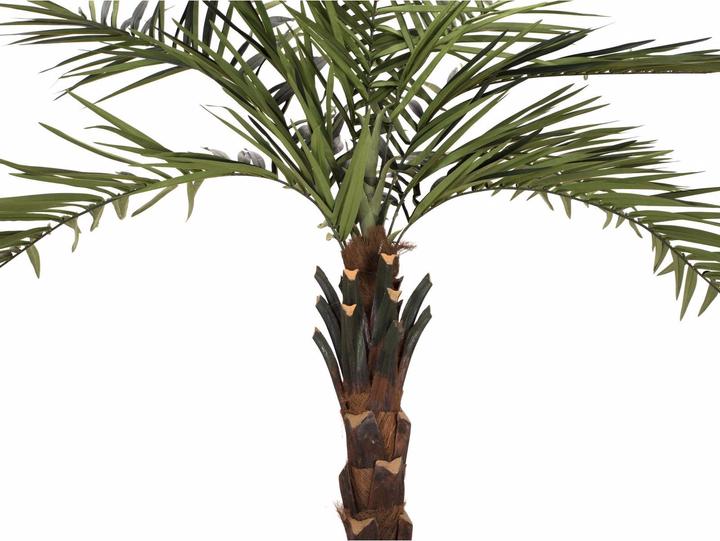 Produktbild Europalms Kentia Palme deluxe (300 cm)