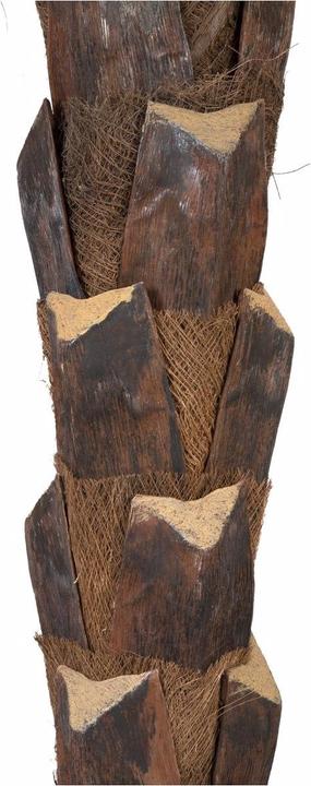 Produktbild Europalms Kentia Palme deluxe (300 cm)