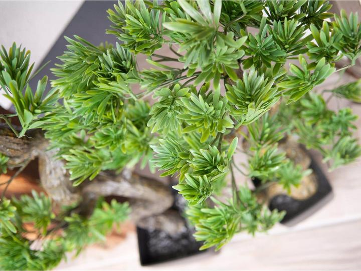 Immagine prodotto Europalms Bonsai Pinie (95 cm)