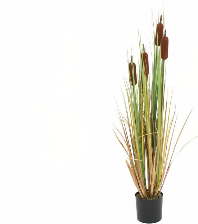 Immagine prodotto Europalms Cattail (150 cm)