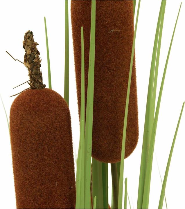 Immagine prodotto Europalms Cattail (150 cm)